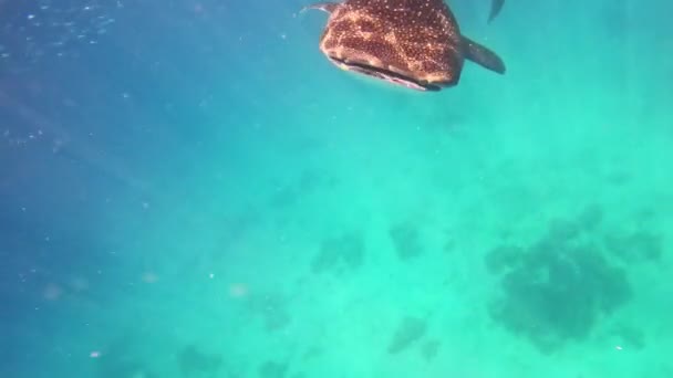 Alimentación Tiburones Ballena Océano Abierto Blue Water Enormes Barcos Peces — Vídeo de stock