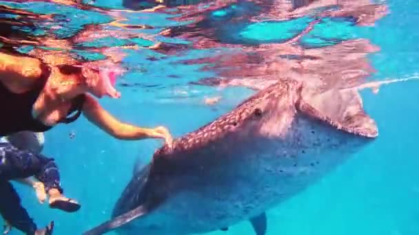 소녀가 고래상어와 수영하는 바다에서 고래상어와 잠수하는 소녀가 있습니다 고품질 — 비디오