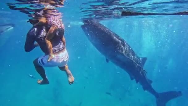 Girl Snorkels Whale Sharks Ocean Little Girl Swimming Whale Sharks — Stock Video
