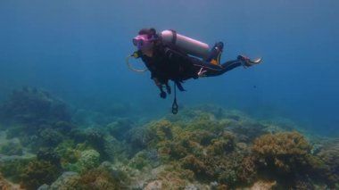 Dalgıç adası apo philippines okyanus mercan resifi pembe maskeli kız alt derinlik baloncukları güneş kaplumbağa balığı Filipinler Kaplumbağa Kız Derinliği 'ne dalıyor. Yüksek kalite 4k görüntü