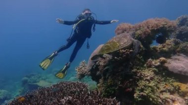 Dalgıç adası apo philippines okyanus mercan resifi pembe maskeli kız alt derinlik baloncukları güneş kaplumbağa balığı Filipinler Kaplumbağa Kız Derinliği 'ne dalıyor. Yüksek kalite 4k görüntü