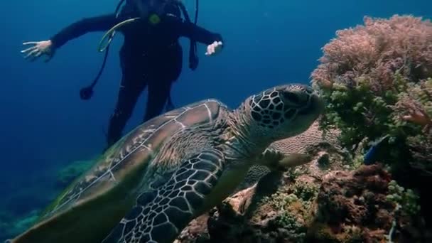 漂浮式潜水岛的蚜虫海洋珊瑚礁粉红口罩女孩底部深度泡泡太阳龟鱼潜水在菲律宾海龟女孩的深度 高质量的4K镜头 — 图库视频影像