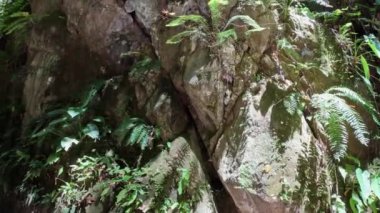 Tropikal ormanda şelale. Yüksek kalite 4k görüntü