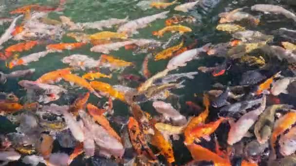 Озере Плавают Карпы Разных Цветов Высококачественные Кадры — стоковое видео
