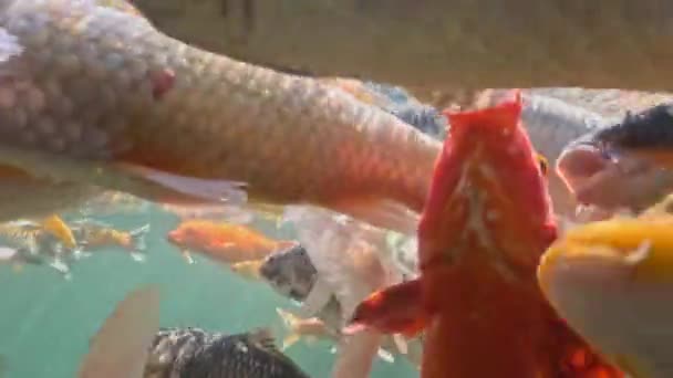 Карлики Різних Кольорів Плавають Озері Високоякісні Кадри — стокове відео