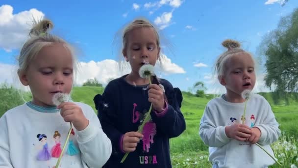Маленькие Девочки Тройняшки Одуванчиками Высококачественные Кадры — стоковое видео