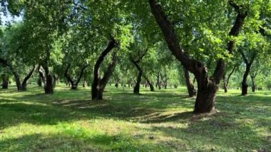 Ormanda oynayan kız kardeş. Yüksek kalite 4k görüntü