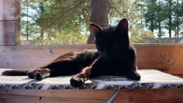 阿布哈兹的猫 高质量的4K镜头 — 图库视频影像
