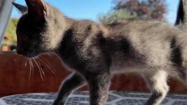 Katten Abchazië Hoge Kwaliteit Beeldmateriaal — Stockvideo