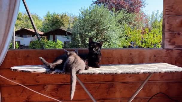 アブハジアの猫たち 高品質の4K映像 — ストック動画