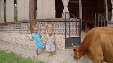 Küçük kızlar ineği karpuzla besliyor. Yüksek kalite 4k görüntü