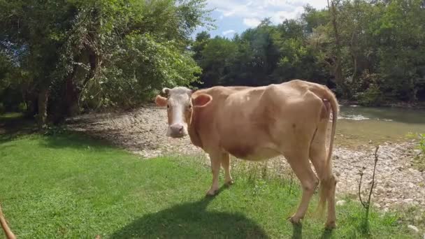 Vacas Anaranjadas Descansando Sol Imágenes Alta Calidad — Vídeos de Stock