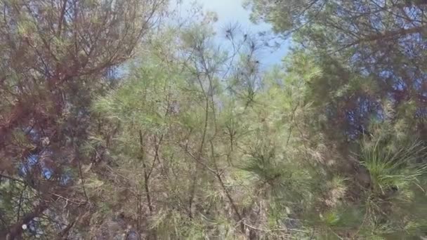 하늘의 배경에 소나무 고품질 동영상 — 비디오