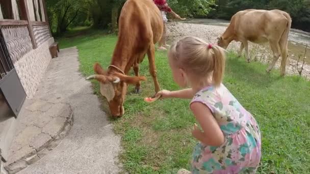 Meninas Alimentam Uma Vaca Com Melancia Imagens Alta Qualidade — Vídeo de Stock