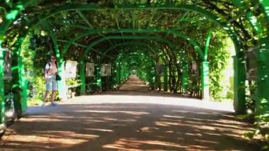 Ağaçlardan oluşan yeşil bir koridor boyunca ilerleyin. Yüksek kalite 4k görüntü