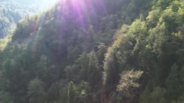 Orman Yaz Dronu ile kaplı dağlar. Yüksek kalite 4k görüntü