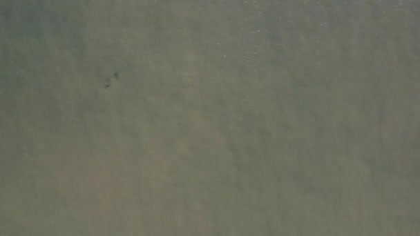 黑海豚在黑暗的水面无人机 高质量的4K镜头 — 图库视频影像