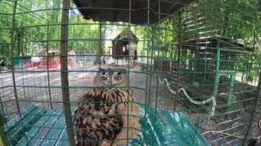 Baykuş, küçük, özel bir hayvanat bahçesinde kafesin içinde oturmuş büyük çığlıklarla kafesin arkasındaki parmaklıklara bakıyor. Yüksek kalite 4k görüntü