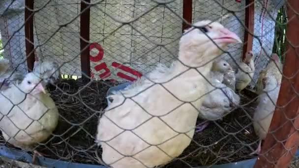 Kafeste Yürüyen Beyaz Tavuklar Yaz Havası Çelik Kafes Yüksek Kalite — Stok video