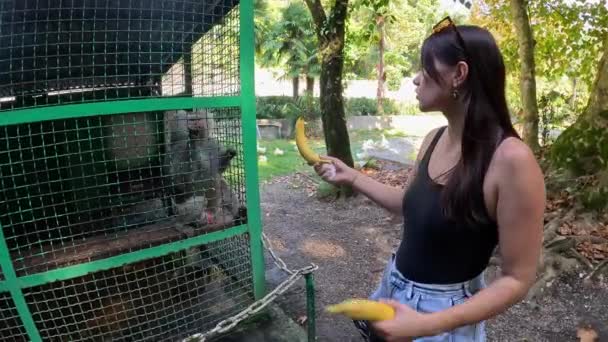 Mädchen Füttern Einen Pavian Mit Einer Banane Zoo Ein Affe — Stockvideo
