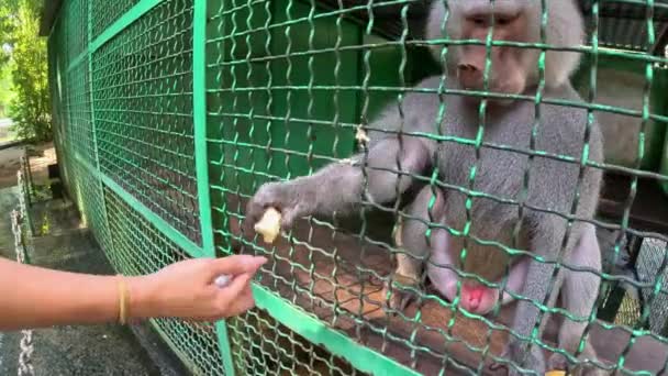 動物園でバナナを食べる少女 サルは緑の檻に座り 女の子はバナナを持ち出し 大きなサルが取って食べる 高品質の4K映像 — ストック動画