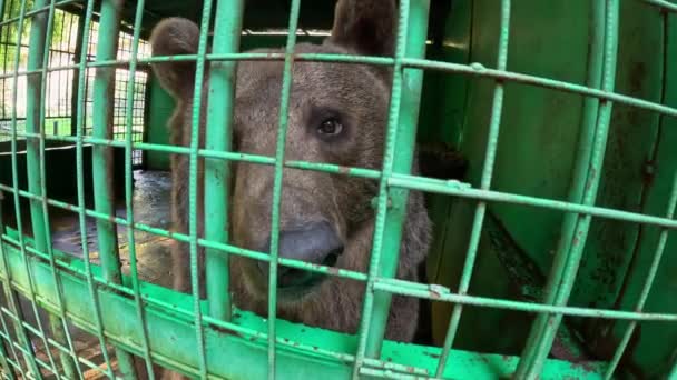 饥饿的棕熊 一双忧郁的眼睛 坐在一个绿色的笼子里 他伸出黑色的鼻子和爪子 乞讨食物 小二等兵动物园 高质量的4K镜头 — 图库视频影像