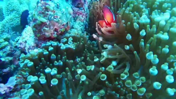 Corales Buceo Océano Pacífico Buceo Bajo Agua Imágenes Alta Calidad — Vídeo de stock