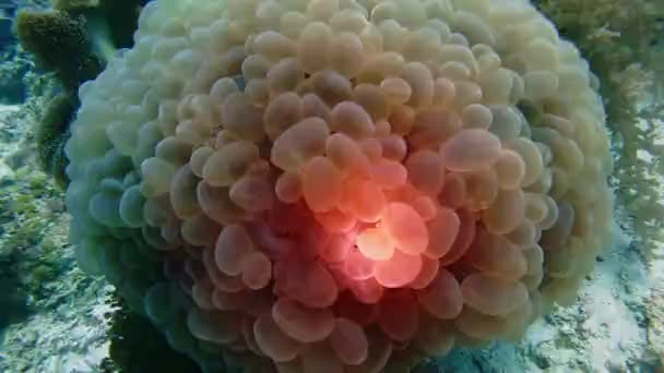 Dykning Koraller Stilla Havet Dykning Vatten Högkvalitativ Film — Stockvideo