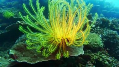 Pasifik Okyanusu 'nun altında dalış yapan mercanlar. Yüksek kalite 4k görüntü