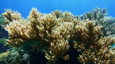 Pasifik Okyanusu 'nun altında dalış yapan mercanlar. Yüksek kalite 4k görüntü