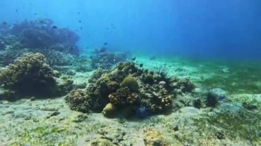 Pasifik Okyanusu 'nun altında dalış yapan mercanlar. Yüksek kalite 4k görüntü