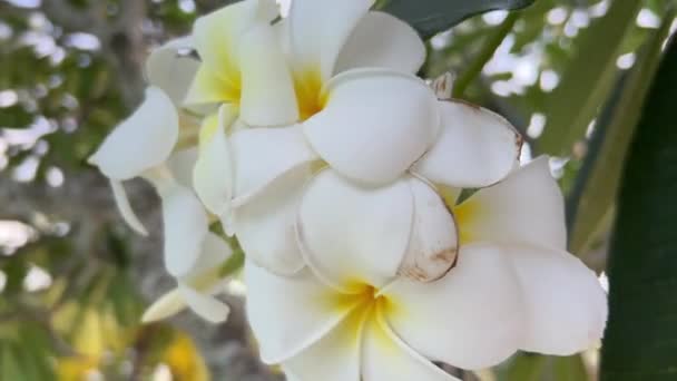 Weiße Tropische Blumen Auf Einem Baum Hochwertiges Filmmaterial — Stockvideo