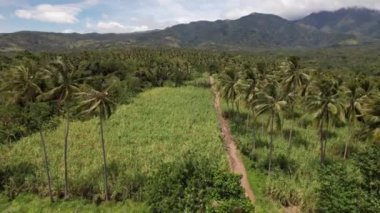 Doğal Tropikal Ada Şelale Palmiye Ağaçları Volkan Drone 'u. Yüksek kalite 4k görüntü