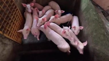 Domuz yavruları ağıldan yukarı bakıyor. Yüksek kalite 4k görüntü