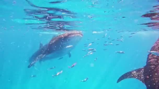 Ταΐζοντας Φαλαινοκαρχαρίες Στον Ανοιχτό Ωκεανό Μπλε Νερό Τεράστια Σκάφη Ψάρια — Αρχείο Βίντεο