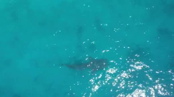 無人機から撮影された海の中のボートとジンベイザメ 高品質の4K映像青い海多くのジンベエザメやサメを餌とボート フィリピンオスロブジンベイザメの観察 — ストック動画