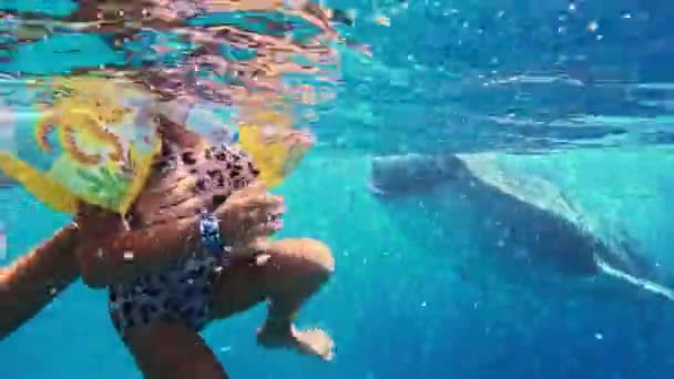5歳の娘と母はジンベエザメと一緒に泳いでいます母はサメと一緒に泳いでいます 高品質4K映像 — ストック動画