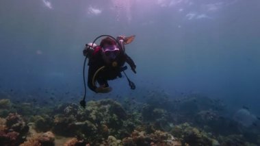 Dalgıç adası apo philippines okyanus mercan resifi pembe maskeli kız alt derinlik baloncukları güneş kaplumbağa balığı Filipinler Kaplumbağa Kız Derinliği 'ne dalıyor. Yüksek kalite 4k görüntü