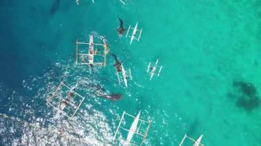 Okyanusta tekneleri olan balina köpekbalıkları bir drondan çekim yapıyor. Yüksek kaliteli 4K görüntüler mavi okyanus bir çok balina köpekbalığı ve insanların köpekbalıklarını beslediği tekneler. Filipinler oslob balina köpekbalıkları izliyor. 