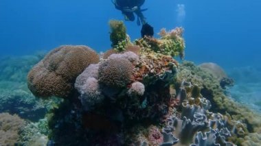 Dalgıç adası apo philippines okyanus mercan resifi pembe maskeli kız alt derinlik baloncukları güneş kaplumbağa balığı Filipinler Kaplumbağa Kız Derinliği 'ne dalıyor. Yüksek kalite 4k görüntü