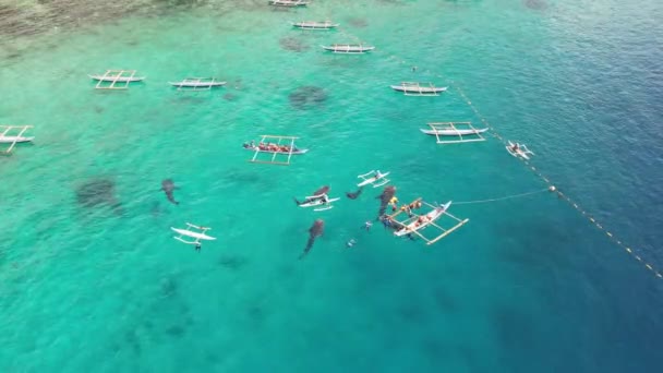 Squali Balena Con Barche Nell Oceano Che Filmano Drone Alta — Video Stock