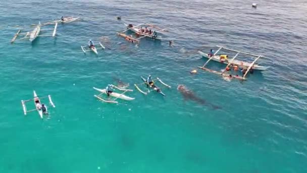 Tubarões Baleia Com Barcos Oceano Filmar Drone Imagens Alta Qualidade — Vídeo de Stock