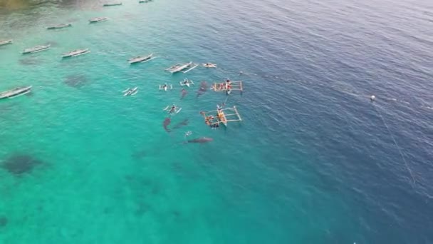 Okyanusta Tekneleri Olan Balina Köpekbalıkları Bir Drondan Çekim Yapıyor Yüksek — Stok video