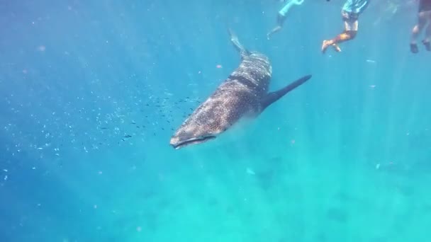 Ταΐζοντας Φαλαινοκαρχαρίες Στον Ανοιχτό Ωκεανό Μπλε Νερό Τεράστια Σκάφη Ψάρια — Αρχείο Βίντεο
