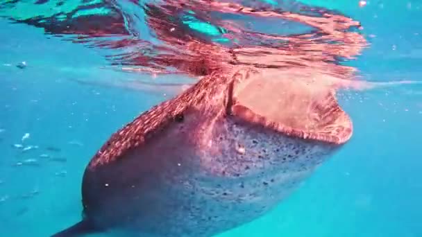 Feeding Whale Sharks Open Ocean Blue Water Huge Fish Boats — Stock Video