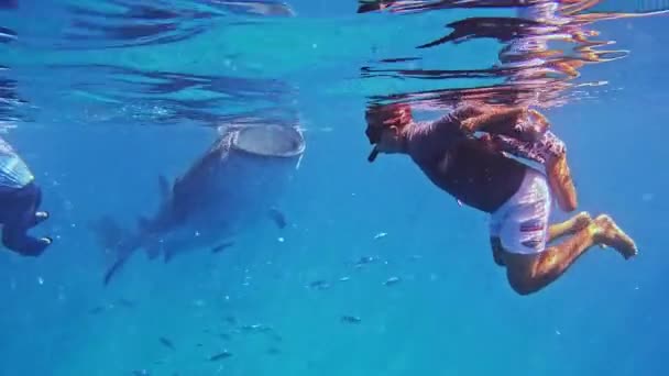 Okyanusta Balina Köpekbalıklarıyla Şnorkelle Yüzen Küçük Kız Balina Köpekbalıklarıyla Yüzüyor — Stok video