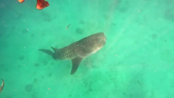 Alimentación Tiburones Ballena Océano Abierto Blue Water Enormes Barcos Peces — Vídeos de Stock