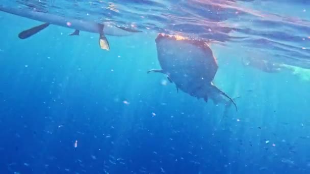 Ragazza Snorkeling Con Squali Balena Nell Oceano Bambina Che Nuota — Video Stock