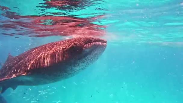 オープンオーシャンブルーウォーターでジンベエザメに餌をやる巨大な魚船4K — ストック動画