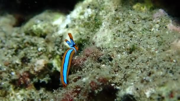 Nudibranch Move High Quality Footage — Stock Video